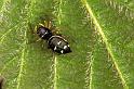 Heliophanus_cupreus_F1114_Z_86_Vernet-les-Bains_Frankrijk