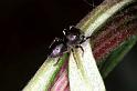 Heliophanus_cupreus_F1120_Z_79_Vernet-les-Bains_Frankrijk
