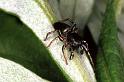 Heliophanus_cupreus_F1121_Z_86_Vernet-les-Bains_Frankrijk