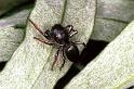 Heliophanus_cupreus_F1122_Z_82_Vernet-les-Bains_Frankrijk