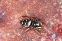Heliophanus_cupreus_F1125_Z_82_Vernet-les-Bains_Frankrijk