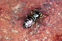Heliophanus_cupreus_F1126_Z_78_Vernet-les-Bains_Frankrijk