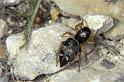 Heliophanus_cupreus_P0428_Z_82_-_Frankrijk