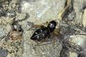 Heliophanus_cupreus_P0434_Z_90_-_Frankrijk