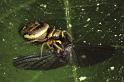 Heliophanus_cupreus_P0436_Z_82_Soube_Frankrijk