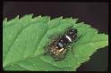 Heliophanus_cupreus_RP0304_Z_80_-_Frankrijk