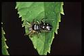 Heliophanus_cupreus_RP0305_Z_80_-_Frankrijk