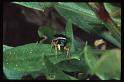 Heliophanus_cupreus_RP0317_Z_80_-_Frankrijk