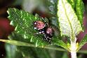 Heliophanus_kochii_F0999_Z_75_Viols-en-Laval_Frankrijk