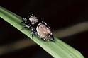 Heliophanus_kochii_P0442_Z_85_-_Frankrijk