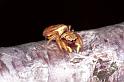 Heliophanus_tribulosus_F1082_Z_82_Saint-Etienne-de-Gourgas_Frankrijk