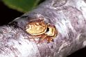 Heliophanus_tribulosus_F1083_Z_82_Saint-Etienne-de-Gourgas_Frankrijk