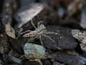 Helpis_minitabunda_D6307_Z_84_Brisbane_Australie