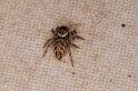 Hypoblemum_ZZ274_D8067_Z_89_-_Australie