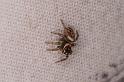 Hypoblemum_ZZ274_D8068_Z_88_-_Australie