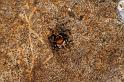 Hypoblemum_albovittatum_D5455_D_88_Yungaburra_Australie