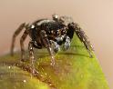 Hypoblemum_albovittatum_D6769_Z_88_Brisbane_Australie