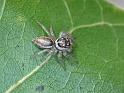 Hypoblemum_albovittatum_D6879_O_90_Brisbane_Australie