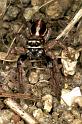 Icius_subinermis_F1422_Z_85_Soube_Frankrijk