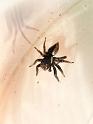 Jotus_auripes_D6731_Z_85_Brisbane_Australie