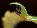 Judalana_lutea_D6497_Z_78_Brisbane_Australie