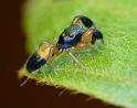 Judalana_lutea_D7274_Z_88_Brisbane_Australie