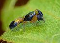 Judalana_lutea_D7275_Z_88_Brisbane_Australie