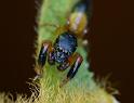 Judalana_lutea_D7276_Z_88_Brisbane_Australie