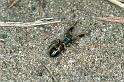 Ligonipes_semitectus_F0569_Z_85_Carnavon_Australie