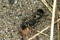 Ligonipes_semitectus_F0571_Z_92_Carnavon_Australie