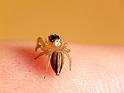 Lycidas_scutulatus_D6395_Z_85_Brisbane_Australie