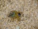 Lycidas_scutulatus_D6596_Z_88_Brisbane_Australie