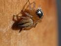 Lycidas_scutulatus_D6607_Z_88_Brisbane_Australie