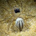 Lycidas_scutulatus_D7260_Z_85_Brisbane_Australie