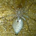 Lycidas_scutulatus_D7261_Z_85_Brisbane_Australie