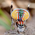 Maratus_volans_D8221_Z_90_Sydney_Australie
