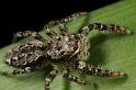 Marpissa_muscosa_D8227_Z_90_Ooij_Nederland