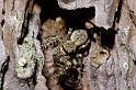Marpissa_muscosa_P0061_Z_82_Veenendaal_Nederland