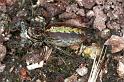 Marpissa_pomatia_F1292_Z_88_Laprade_Frankrijk
