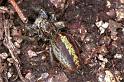 Marpissa_pomatia_F1294_Z_85_Laprade_Frankrijk