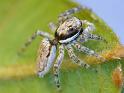 Menemerus_bivittatus_D7277_Z_82_Brisbane_Australie