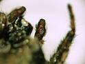 Menemerus_bivittatus_D7278_Z_80_Brisbane_Australie