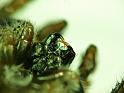 Menemerus_bivittatus_D7280_Z_84_Brisbane_Australie