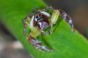 Mopsus_mormon_D2548_Z_84_-_Australie