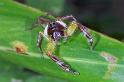 Mopsus_mormon_D2549_Z_84_-_Australie