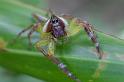 Mopsus_mormon_D2550_Z_77_-_Australie
