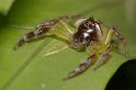 Mopsus_mormon_D2552_Z_80_-_Australie