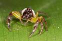 Mopsus_mormon_D2562_Z_83_-_Australie