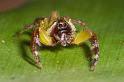 Mopsus_mormon_D2566_Z_82_-_Australie