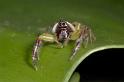 Mopsus_mormon_D2570_Z_82_-_Australie